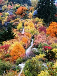 Autumn trees in forest