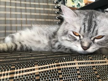 Close-up portrait of a cat resting