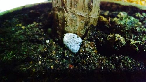 Moss growing on rocks