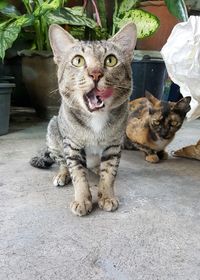 Portrait of cat sitting outdoors