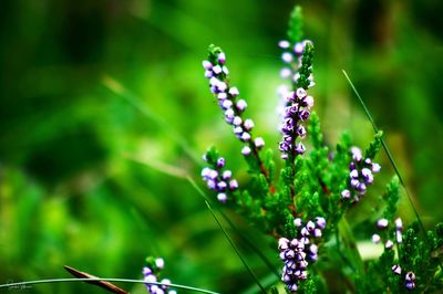 Close-up of butterfly on purple flowering plant