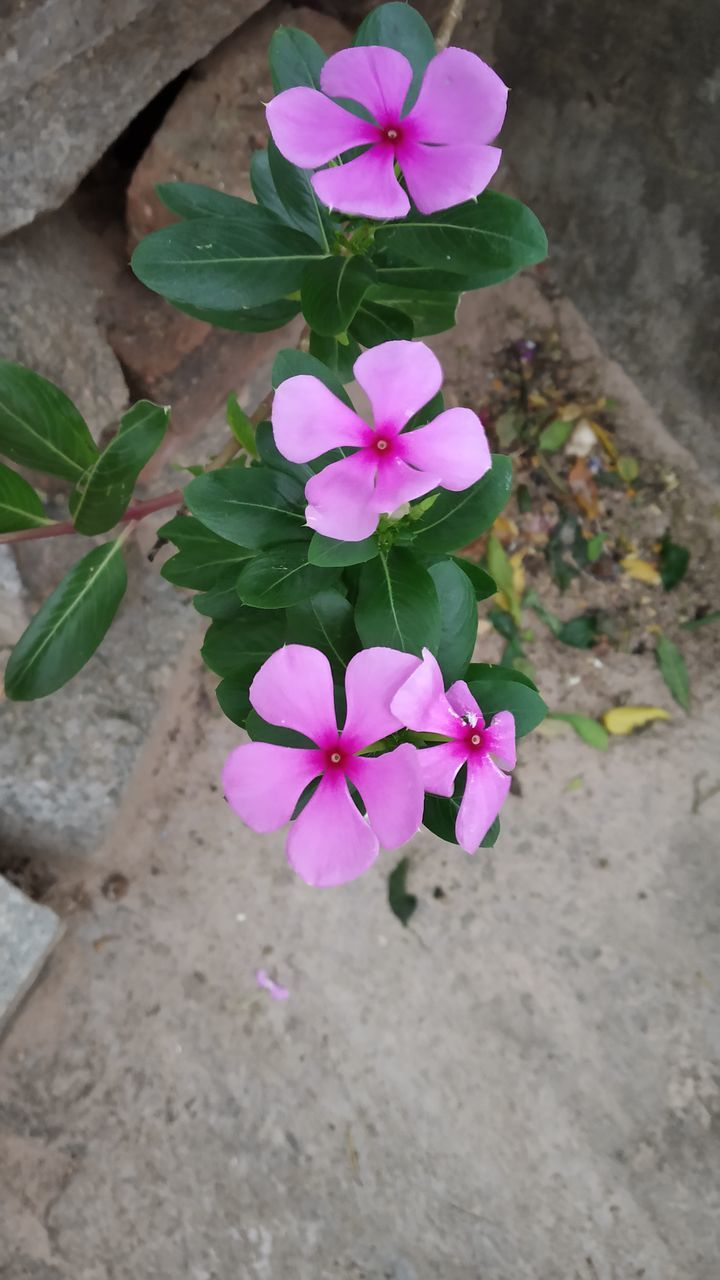 CLOSE-UP OF PINK FLOWERING PLANTS