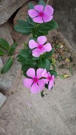 Close-up of pink flowering plant