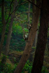 View of a tree trunk in the forest