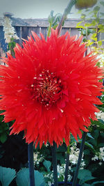 Close-up of red flower