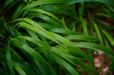 Close-up of wet plant