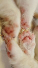 Close-up of dog sleeping