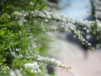 Close-up of wet plant