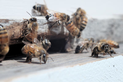 Close-up of bees