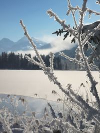Close-up of frozen plants against sky