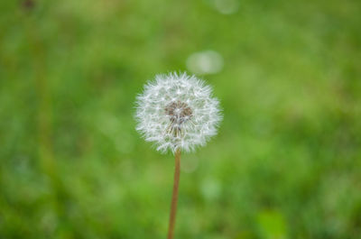 Close-up of dandelion flower