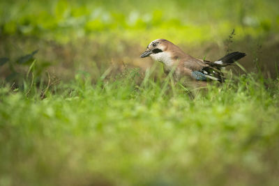 Bird flying in a field