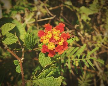 Close-up of red flowers