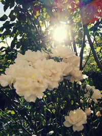 Close-up of white rose blooming on tree