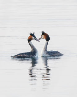 Ducks swimming in lake