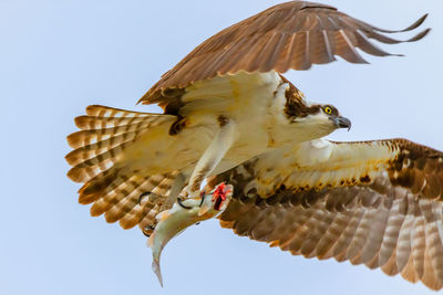 Low angle view of eagle flying against sky