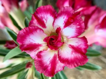 Close-up of pink rose