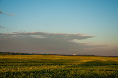 Scenic view of field against sky