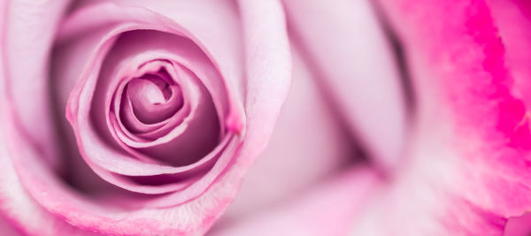 Close-up of pink rose