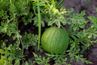 Close-up of pumpkin