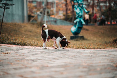 Dogs running on green grass at park in summer.