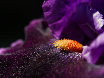 Close-up of purple flowering plant