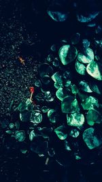 High angle view of fish swimming in lake