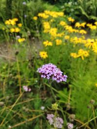 Close-up of purple flowering plant on field