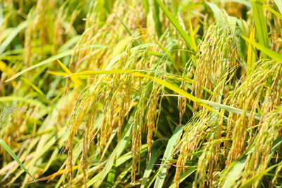 Close-up of wheat growing on field