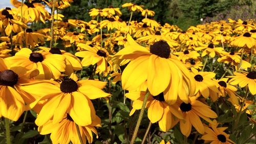 Close-up of yellow flowering plant in field