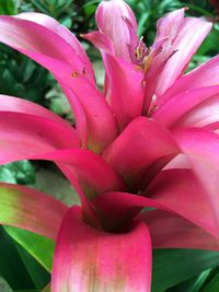 Close-up of pink day lily blooming outdoors