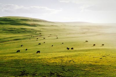 Scenic view of grassy field against sky