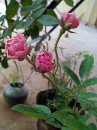 Close-up of pink roses blooming outdoors