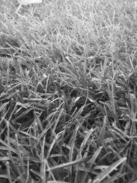 Full frame shot of dry grass on field
