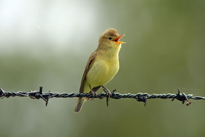 Close-up of icterine warbler perching on barbed wire