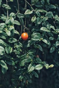 Close-up of strawberry growing on tree