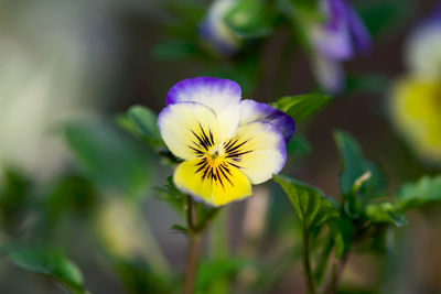 Close-up of purple flowering plant