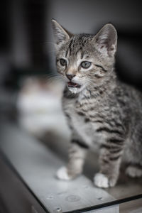 Portrait of tabby kitten