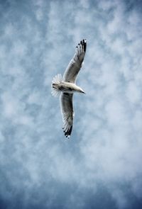 Low angle view of seagull flying against sky