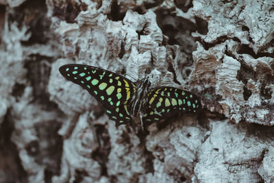 Close-up of butterfly