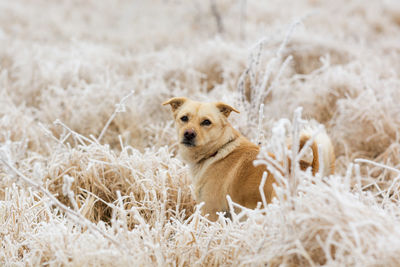 Portrait of dog on field