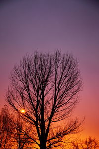 Low angle view of silhouette bare tree against clear sky