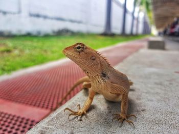 Close-up of lizard