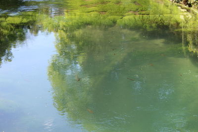 High angle view of fish swimming in lake