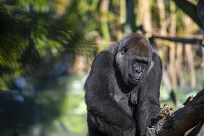 Monkey sitting in a zoo