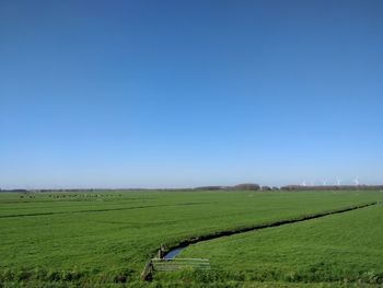 Scenic view of agricultural field against clear blue sky