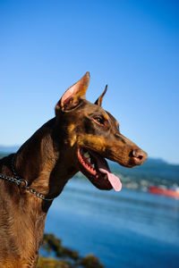 Close-up of doberman pinscher