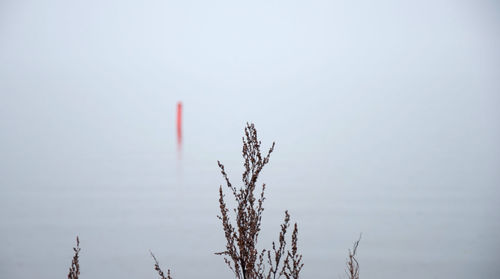 Low angle view of plants against clear sky