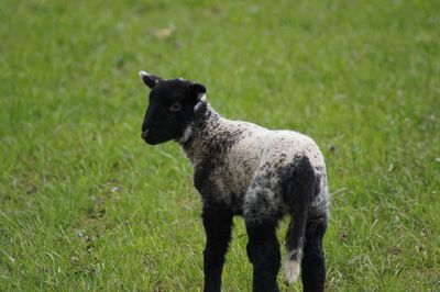 Sheep standing in a field