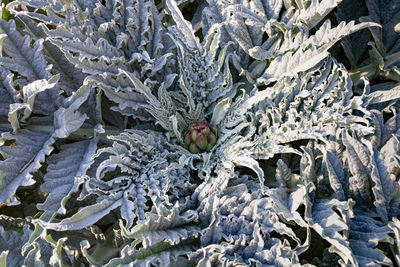 Full frame shot of plant